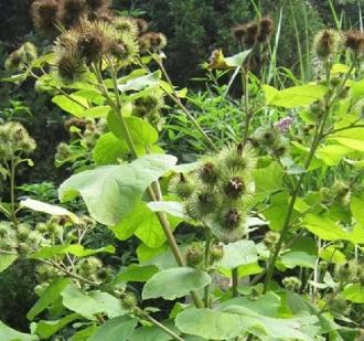 Burdock Root Extract1 Burdock Root Extract1